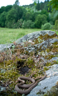 BB 11 0215 / Coronella austriaca / Slettsnok